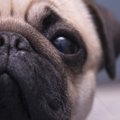 犬が『飼い主に依存…