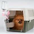 犬が給水器でお水を…