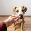 犬のしつけにオヤツ…