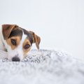 愛犬との生活に空気…