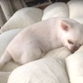 ご機嫌で尻尾を振っ…