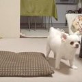 何だ今の！自分のす…