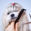 犬種に合ったトリミ…