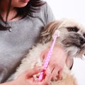 『歯磨きが嫌いな犬…