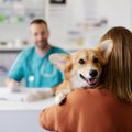 『病院が苦手な犬』…