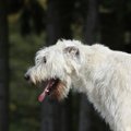 犬の胃潰瘍　症状や…