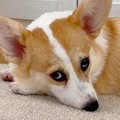 子犬が『家族と添い…