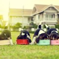 犬の『早食い』を防…
