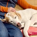 犬が『くっついてほ…