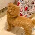 犬が大事にしていた…