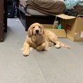 イタズラっ子でも天…