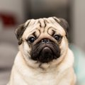 犬がストレスを感じ…