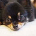 チワワの黒の魅力と…