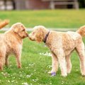 犬からウザがられる…