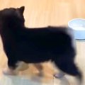 『ごはん、はやくぅ…