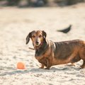特に太りやすい犬種…