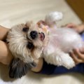 保護犬カフェで出会…