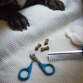 愛犬が爪切りを嫌が…