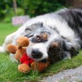 犬がぬいぐるみを片…