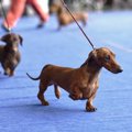 純血種の犬は隠れた…