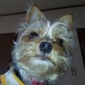 犬が優しいと言われ…