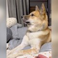 元野犬が『遠吠えの…