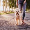 絶対ダメ！犬が『誘…