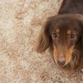 犬が室内で怪我をす…