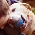 【東京】犬の譲渡会…