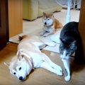 体勢もシンクロ！扇…