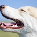 犬を飼うと人の生活…