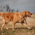 犬の歩き方がおかし…