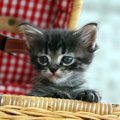 犬猫販売業への監視…