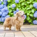 あなたは『犬にとっ…