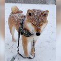 大雪の中お散歩に行…