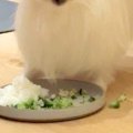 食事中、犬の顔が汚…