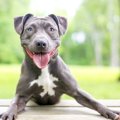 犬が飼い主に突進し…