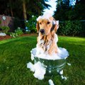 犬の汚れやすいポイ…