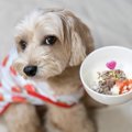 犬が病気のときに食…