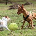 飼い主の性格や犬と…