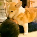 犬の『パパへの愛』…