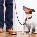 犬がお散歩でよくす…