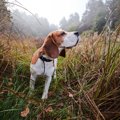 犬が鼻をピクピクし…