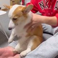 膝に乗る犬をどかそ…