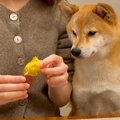 犬と『焼き芋を半分…
