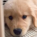 大型犬の赤ちゃんを…