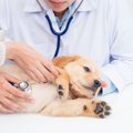 犬が飲み込むと死ん…