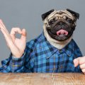 犬が嫌がる人間のフ…