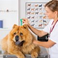 犬も蚊に刺されてい…