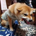「あたしのおやつを…